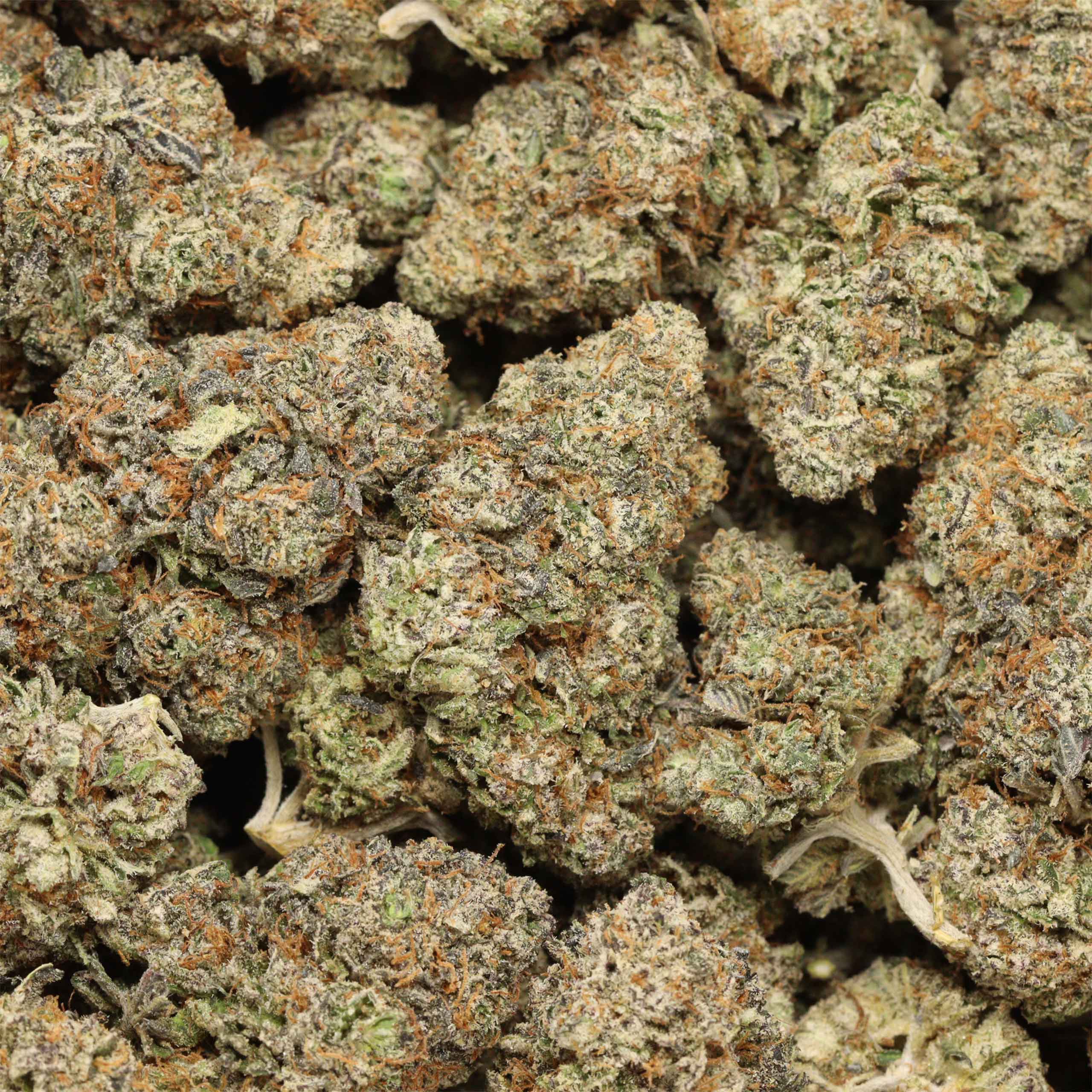 Four Star General - Image 3