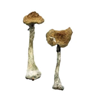 Albino A+ Mushrooms