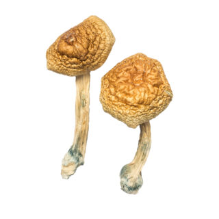 Golden Mammoth Mushroom