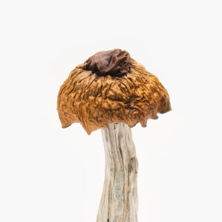 Martinique Mushrooms