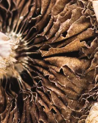 Golden Teacher Mushrooms - Image 3