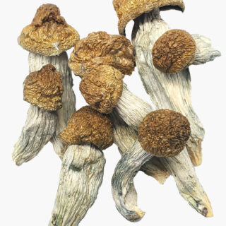 Ecuador Magic Mushroom