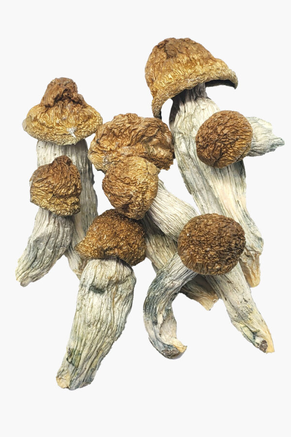 Ecuador Magic Mushroom