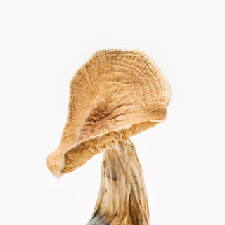 African Transkei Mushrooms