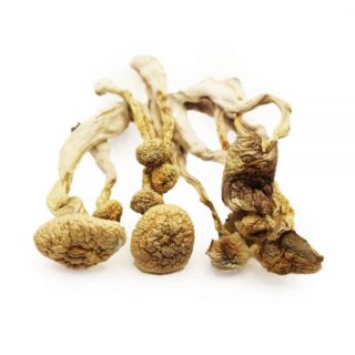 Albino Magic Mushroom