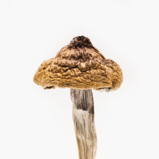 B+ Mushrooms