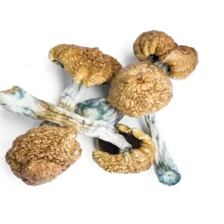 Transkei Mushrooms