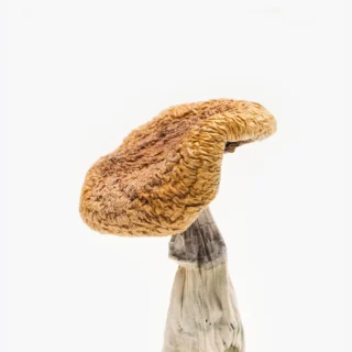  Golden Teacher Mushrooms