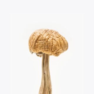 Mexican Mushrooms
