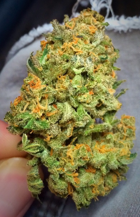 Northern Lights Strains - Image 2